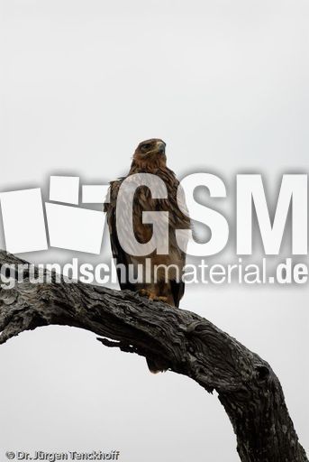 Wahlbergsadler (4 von 4).jpg